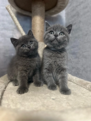 Heilige Birma+Bkh kitten abzugeben 
