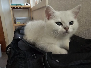 Bkh Kitten 