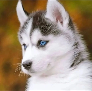 Siberian Husky Welpen Weiblich 