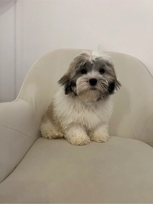 Shih Tzu   Malteser Mix