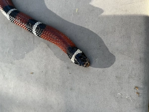 0.1 Lampropeltis triangulum sinaloae VB 100 