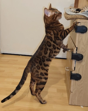 Bengal Kater sucht liebevolles Zuhause