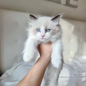 Ragdoll Kätzchen