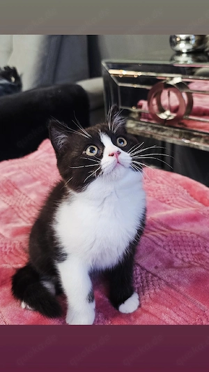 Kräftiger BKH Kater ab sofort. 