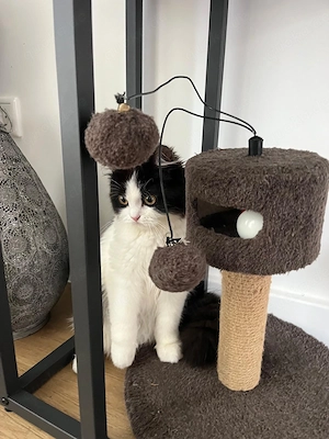 Perser und BKH Mischling Kater 