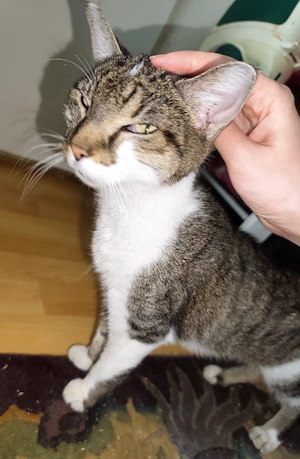 Ruhige liebe Hauskatze sucht schönes Zuhause Bild 2