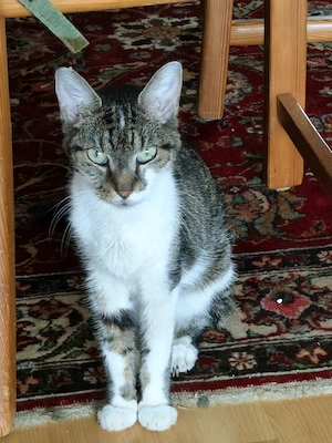 Ruhige liebe Hauskatze sucht schönes Zuhause