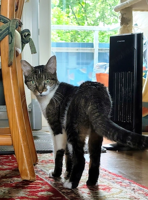 Ruhige liebe Hauskatze sucht schönes Zuhause Bild 4