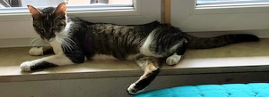 Ruhige liebe Hauskatze sucht schönes Zuhause Bild 5