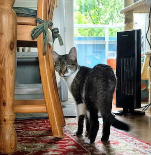 Ruhige liebe Hauskatze sucht schönes Zuhause Bild 3