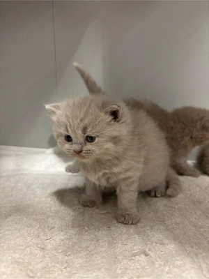 britische kurzhaar kitten    Bild 5