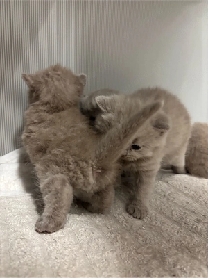 britische kurzhaar kitten    Bild 6