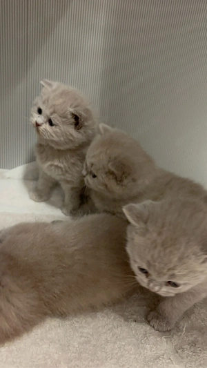 britische kurzhaar kitten    Bild 3
