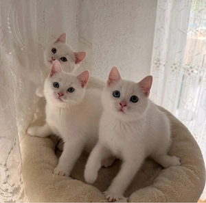Britisch Kurzhaar Kitten BKH Kater