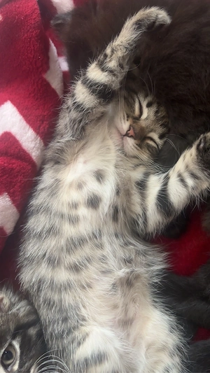 katzenbaby