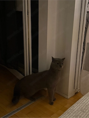 Ein junger BKH Deckkater 