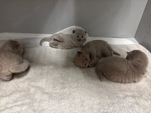 britische kurzhaar kitten    Bild 8