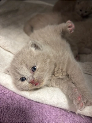 britische kurzhaar kitten    Bild 10