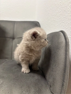 britische kurzhaar kitten    Bild 9
