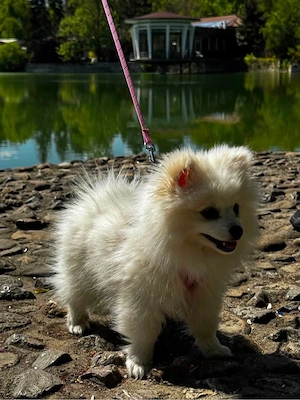 Kleine Pomerian Weiß