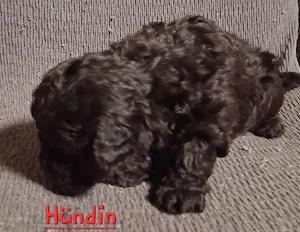 Maltipoo-Welpen auf der Suche 