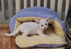 Devon Rex Kitten reinrassig 