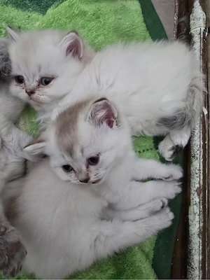  BLH kitten  nur letze  frei Bild 2