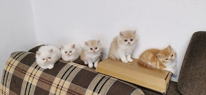 katzenbabies