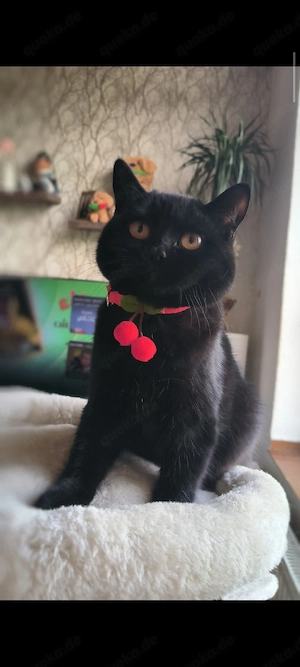 Bombay Katze