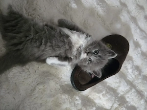 katzebabys 