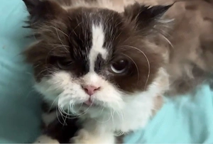 Langhaar Kater superzahm 