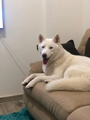 Weiße Siberian Husky Hündin sucht neues Zuhause