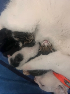 Süße Kitten