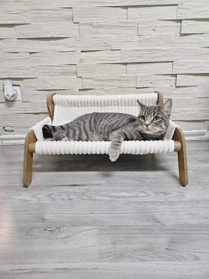 Traumhafter BKH-EHK Mix Kater Nagji sucht ein liebevolles Zuhause