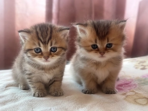 Britisch Kurzhaar Kitten