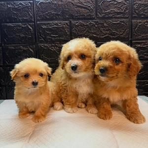 toy poodle 