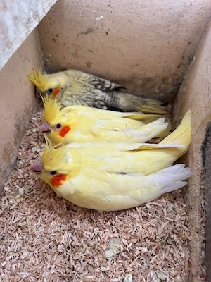 Nestjunge Nymphensittiche 