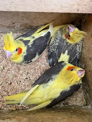 Nestjunge Nymphensittich mit DNA aus Liebhaberzucht