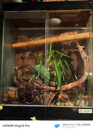 Rhacodactylus auriculatus (Höckerkopfgecko) 2 Weibchen mit Terrarium 