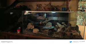 Leopard gecko Terra, komplett
