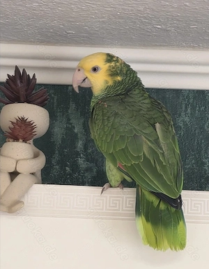 Wunderschöne Doppelgelbkopfamazone (Amazona oratrix) - junge Henne mit EU-Bescheinigung 