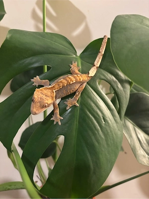 Kronengecko (Correlophus ciliatus)   Flame   Harlequin