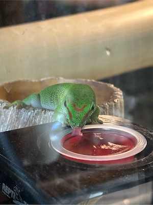 phelsuma grandis taggecko Bild 5