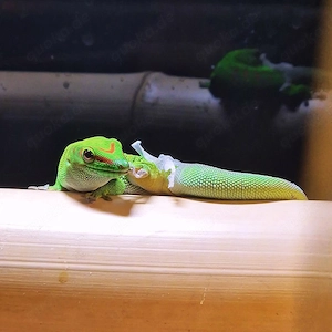 phelsuma grandis taggecko Bild 2