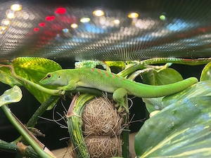 phelsuma grandis taggecko Bild 3
