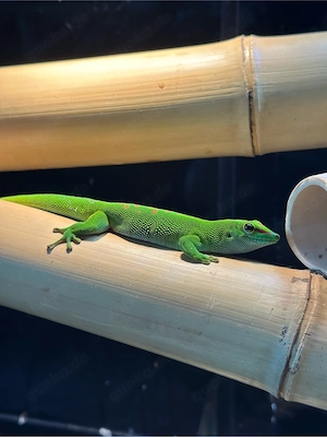 phelsuma grandis taggecko Bild 4