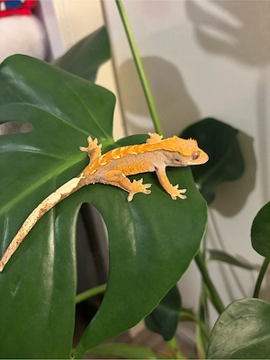 Kronengecko (Correlophus ciliatus)   Harlequin