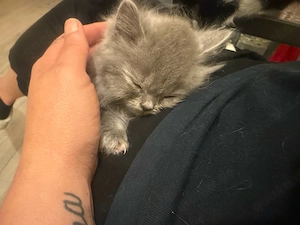 bkh kitten 