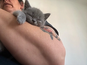 bkh kitten 
