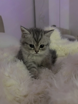Katzen baby bkh perser